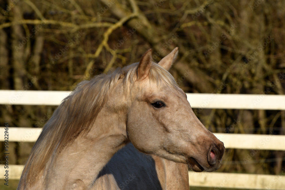 Obraz premium Zweijähriges American Quarter Horse