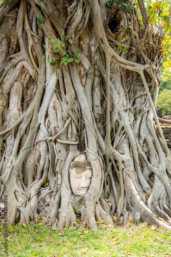 eingewachsener Buddha-Kopf über die Jahre in einen Baum in Ayutthaya in der Nähe von Bangkok Thailand eingewachsener Buddha-Kopf über die Jahre in einen Baum in Ayutthaya in der Nähe von Bangkok Thailand