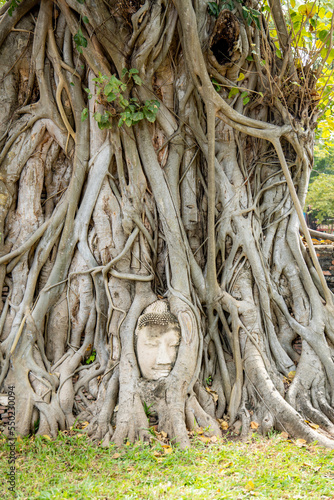 eingewachsener Buddha-Kopf über die Jahre in einen Baum in Ayutthaya in der Nähe von Bangkok Thailand