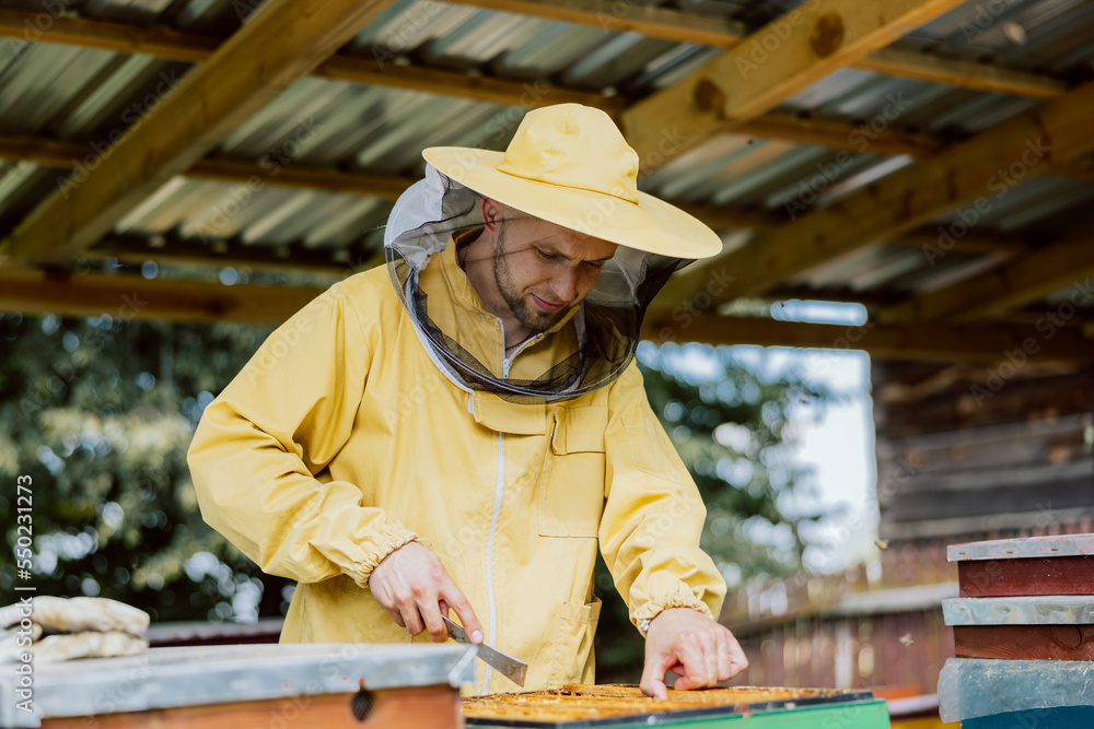 Working process man wearing beekeeper suit working with honeycomb taking honey from hive using different equipment. Apiculture. Apiary. Bees working on comb. Working process man wearing beekeeper suit working with honeycomb taking honey from hive using different equipment. Apiculture. Apiary. Bees working on comb.