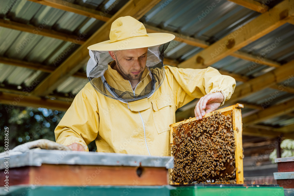 Beekeeper in suit holding frame with honeycomb full of beesputting out hive showing at camera. Apriculture. Natural products. Beekeeper in suit holding frame with honeycomb full of beesputting out hive showing at camera. Apriculture. Natural products.