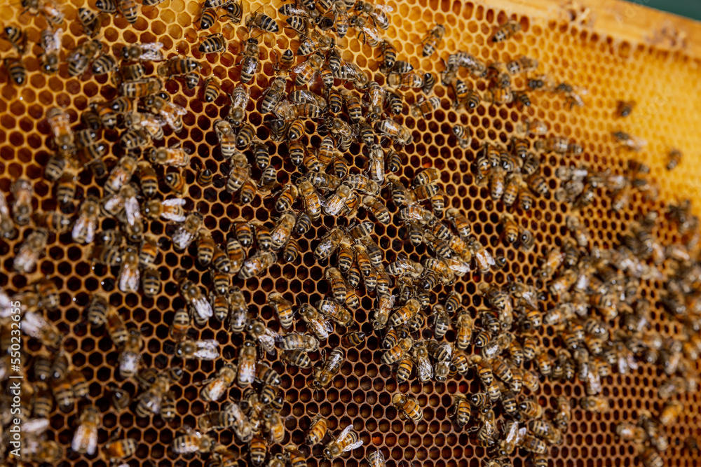 In apiary close up shot on honeycomb frame with bees. Natural products selective shot. In apiary close up shot on honeycomb frame with bees. Natural products selective shot.