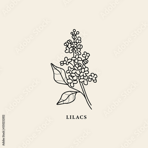 Line art lilacs flower branch illustration