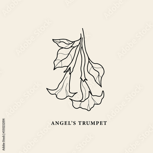 Line art Angel's Trumpet or brugmansia flower illustration