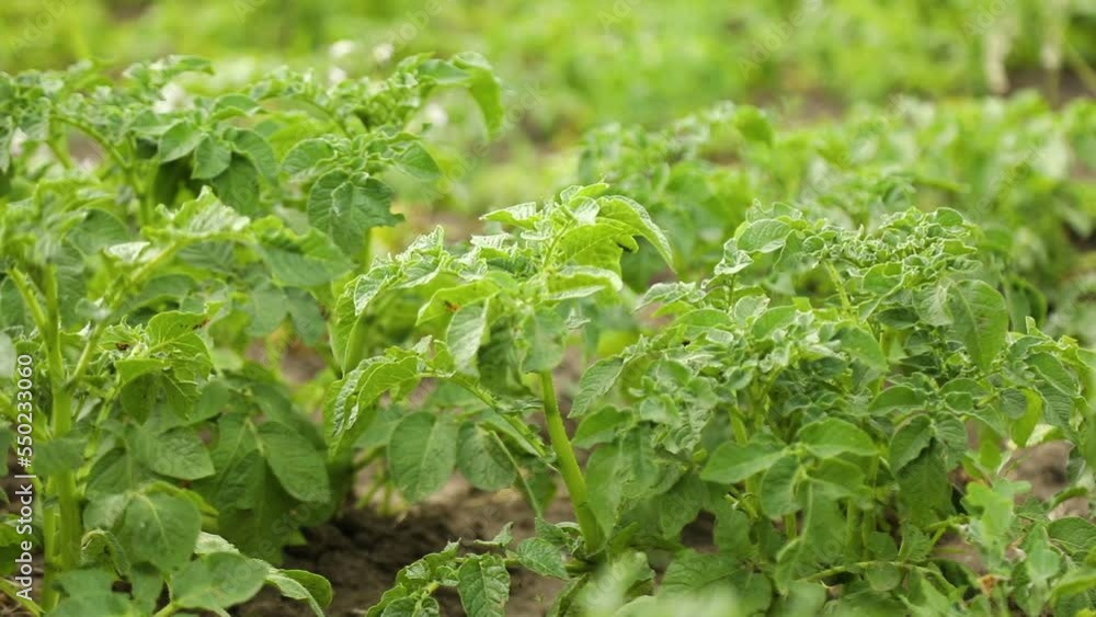Close up of a potato field rows with green bushes in farm fields. Close up of a potato field rows with green bushes in farm fields.