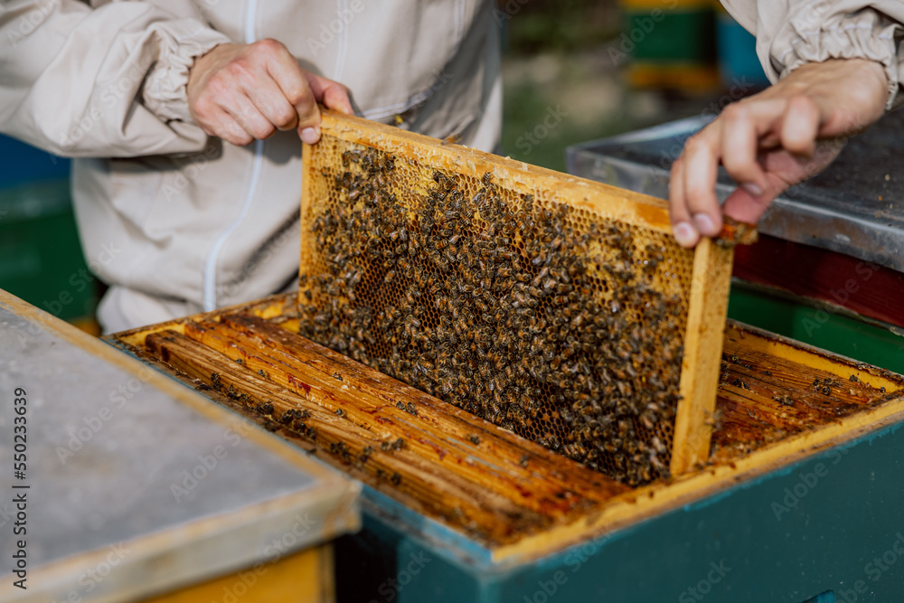 Farmer's hands taking frame with bees and full of honeycomb polen from beehives. Contryside concept apriculture sericulture. Natural products. Farmer's hands taking frame with bees and full of honeycomb polen from beehives. Contryside concept apriculture sericulture. Natural products.