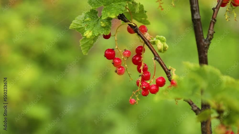 Bush with red currents berries during harvest in the garden, healthy food concept