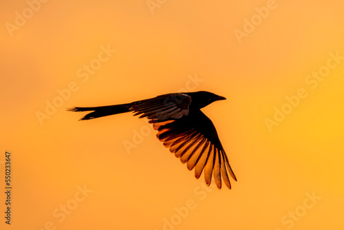 beautiful black bird in wildlife, The black drongo is a small Asian passerine bird of the drongo family Dicruridae photo