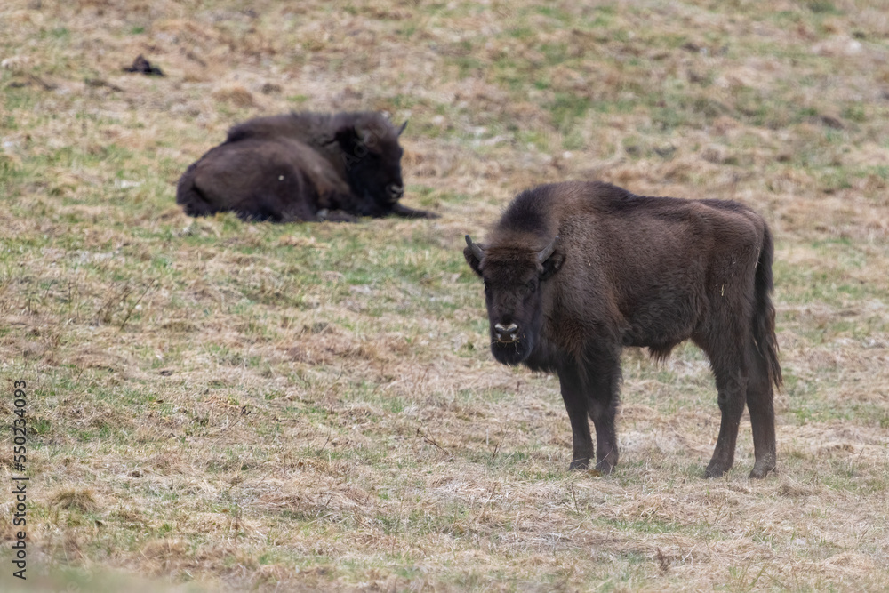 The wild European bison - Bison bonasus in the protected area Poloniny in Slovakia. The wild European bison - Bison bonasus in the protected area Poloniny in Slovakia.