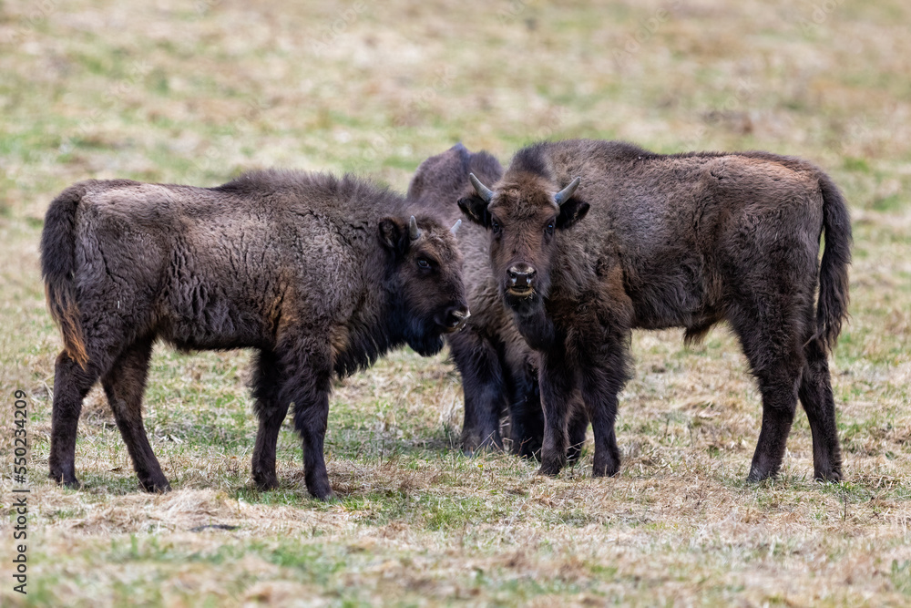The wild European bison - Bison bonasus in the protected area Poloniny in Slovakia. The wild European bison - Bison bonasus in the protected area Poloniny in Slovakia.