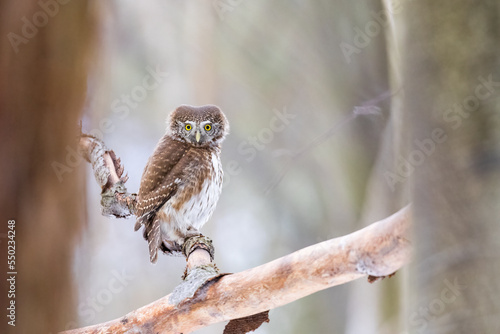 Owls - Pygmy Owl (Glaucidium passerinum) sitting on the branch in forest photo