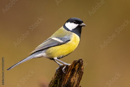 Great Tit (Parus Major) on branch. Wildlife scenery.