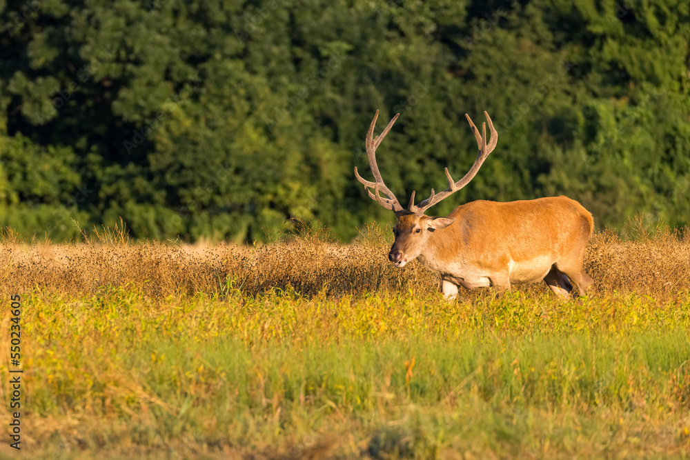 Red Deer (Cervus elaphus) on pasture. Wildlife scenery Red Deer (Cervus elaphus) on pasture. Wildlife scenery