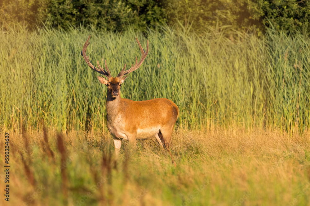 Naklejka premium Red Deer (Cervus elaphus) on pasture. Wildlife scenery