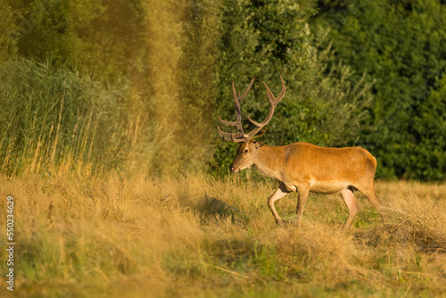 Red Deer (Cervus elaphus) on pasture. Wildlife scenery
