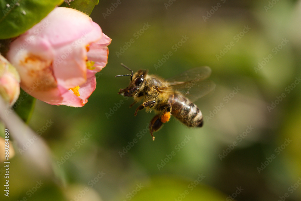 European bee in a botanical garden in Queensland, Australia European bee in a botanical garden in Queensland, Australia