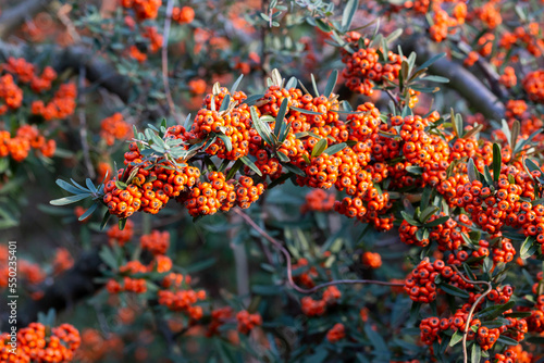 Firethorn, pyracantha, ripe fruits in autumn close-up