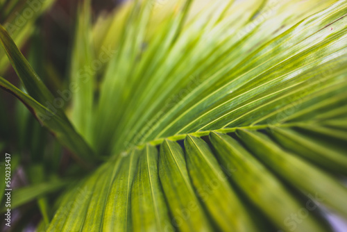 green lush palm frond  close-up at shallow depth of field