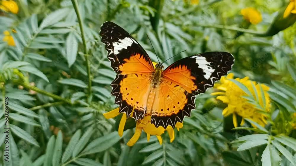 Butterflies spread their wings against yellow marigold flowers, beautiful nature. Butterflies spread their wings against yellow marigold flowers, beautiful nature.