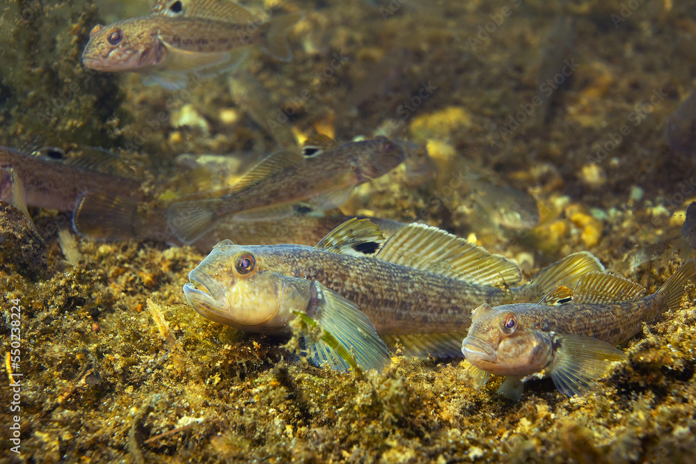 Round goby (Neogobius melanostomus) in the beautiful clean river. Underwater shot of Round goby group. animal. Invasive species Round goby in the nature habitat with a nice background. Round goby (Neogobius melanostomus) in the beautiful clean river. Underwater shot of Round goby group. animal. Invasive species Round goby in the nature habitat with a nice background.