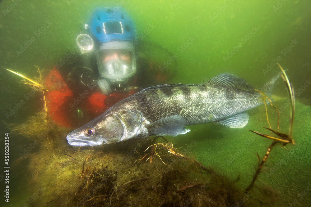 A huge freshwater fish Pikeperch (Sander lucioperca) with a diver in the beautiful clean pound. Underwater shot of the Zander. Wildlife animal. Pike perch in the nature habitat with nice background. A huge freshwater fish Pikeperch (Sander lucioperca) with a diver in the beautiful clean pound. Underwater shot of the Zander. Wildlife animal. Pike perch in the nature habitat with nice background.