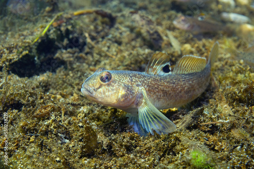 Round goby (Neogobius melanostomus) in the beautiful clean river. Underwater shot in the Danube river. Wildlife animal. Invasive species Round goby in the nature habitat with a nice background. photo