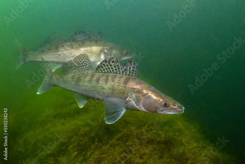 A group of freshwater fish Pikeperch (Sander lucioperca) in the beautiful clean pound. Underwater shot of the Zander. Wildlife animal. Pike perch in the nature habitat with nice background. photo