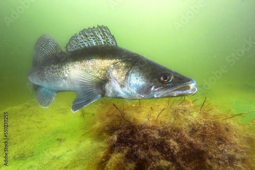Freshwater fish Pikeperch (Sander lucioperca) in the beautiful clean pound. Underwater shot of the Zander. Wildlife animal. Pike perch in the nature habitat with nice background. photo