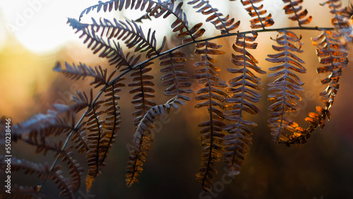 Macro de feuilles de fougère aux teintes orangées, mises en valeur par la lumière du coucher de soleil, dans la forêt des Landes de Gascogne