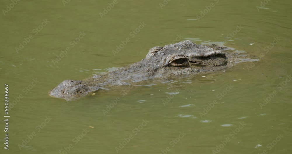 A crocodile stalks waiting for a prey A crocodile stalks waiting for a prey