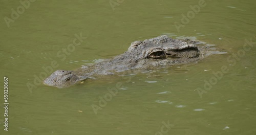 A crocodile stalks waiting for a prey photo