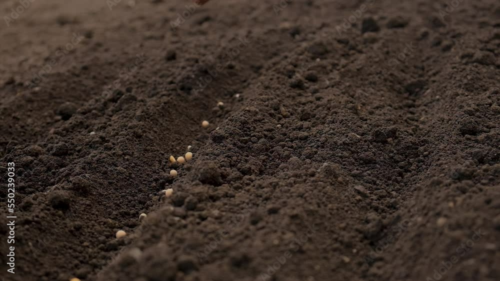 A woman sows seeds in the garden. Selective focus. A woman sows seeds in the garden. Selective focus.