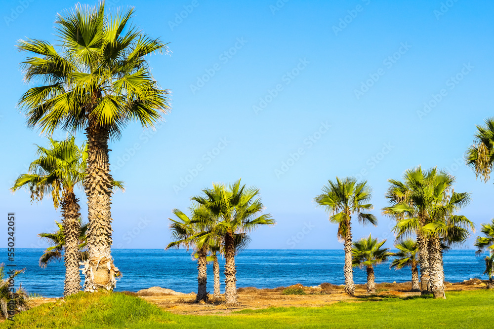 Exotic Palm Trees