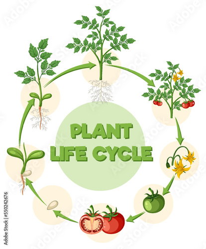 Life cycle of a tomato plant diagram