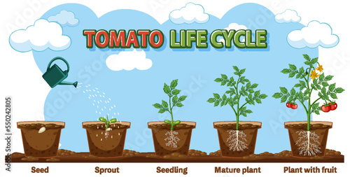 Life cycle of a plant diagram