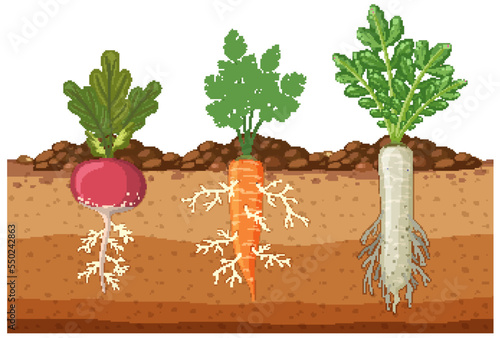 Set of root vegetables with root system underground