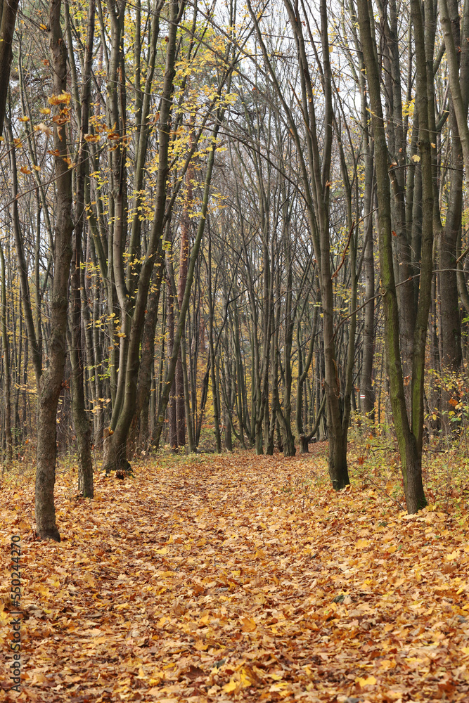 Las Karczówka jesień 