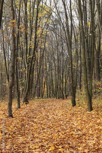 Las Karczówka jesień  © Przemysaw
