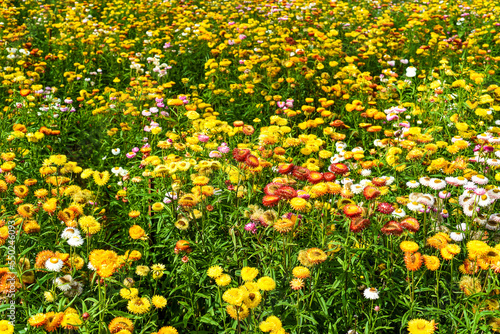 Field of Xerochrysum bracteatum, commonly known as the golden everlasting or strawflower 