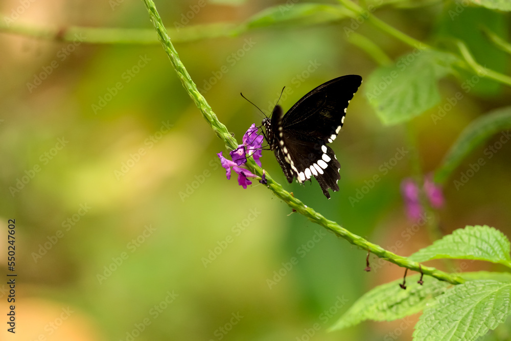 a cute black winged butterfly nourishing a flower