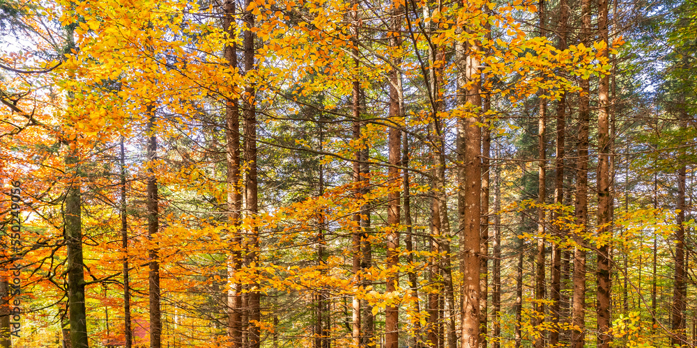 Autumn Mixed Forest, Bavarian Alps, Hohenschwangau, Füssen, Ostallgäu, Bavaria, Germany, Europe