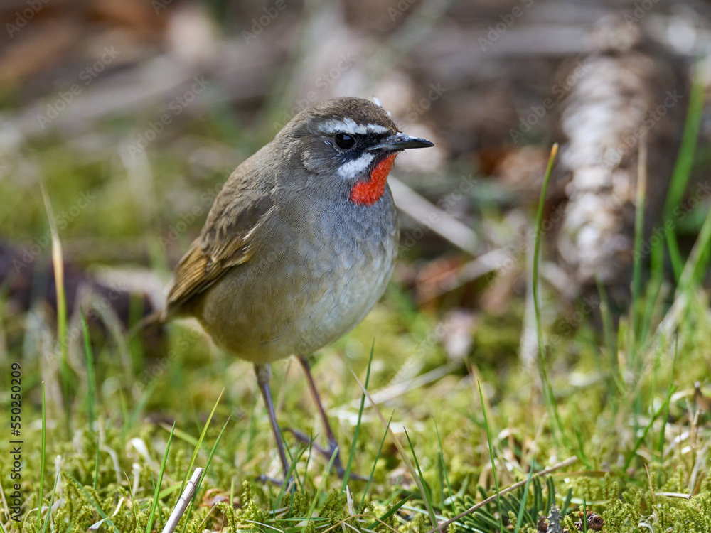 Fototapeta premium Siberian rubythroat (Calliope calliope)