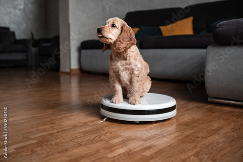Pet friendly smart vacuum cleaner. Cute golden cocker spaniel puppy dog with while robot vacuum cleaner works close to him. smart technology concept