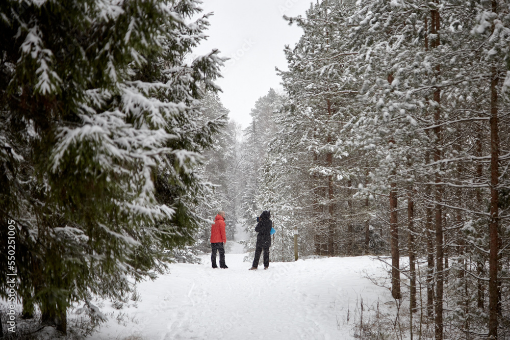 A couple walking in a snowy forest during a snowfall, beautiful winter mixed forest, selective focus