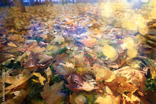 yellow fallen leaves abstract background, calendar golden fall © kichigin19