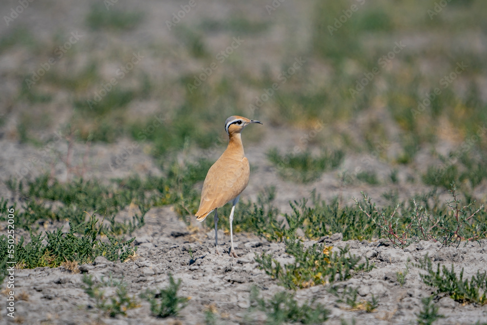 Obraz premium Cream-colored Courser (Cursorius cursor) perching in sand desert