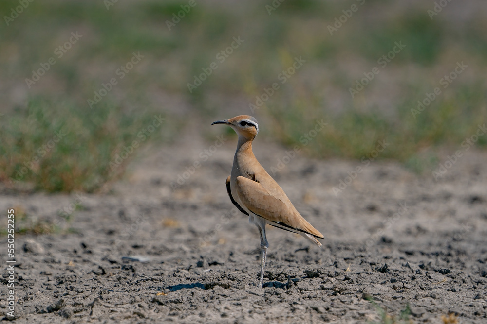 Obraz premium Cream-colored Courser (Cursorius cursor) perching in sand desert