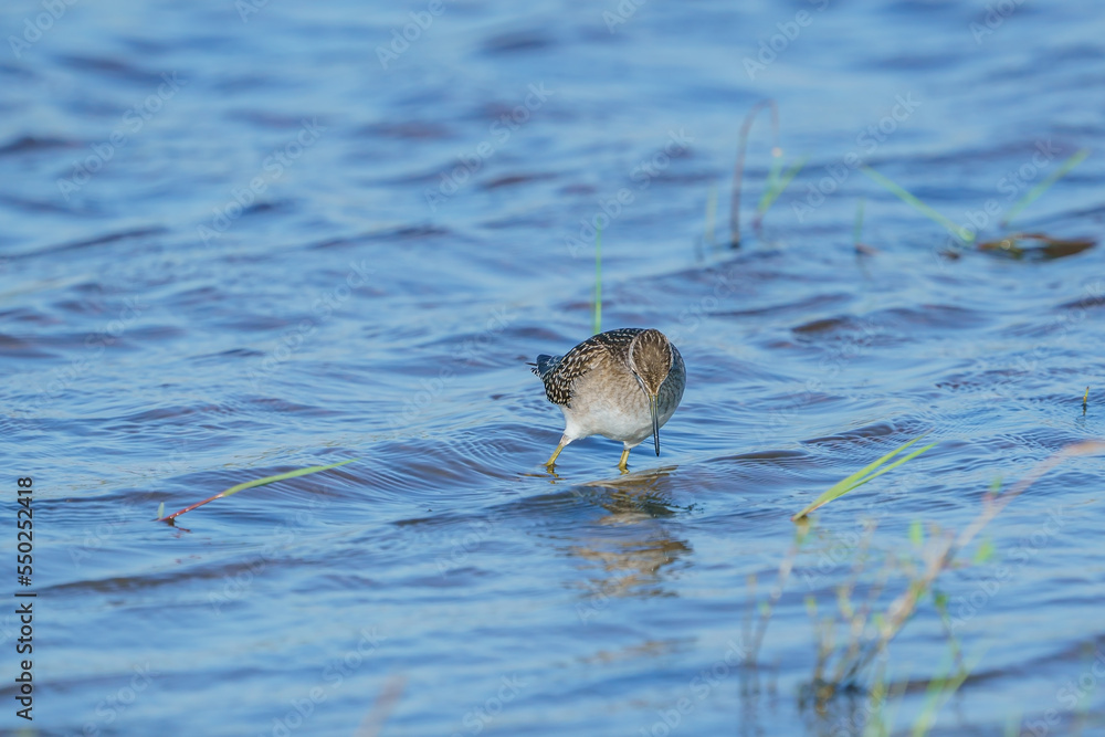 Wood Sandpiper (Tringa glareola) feeding in the lake Wood Sandpiper (Tringa glareola) feeding in the lake
