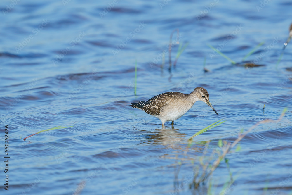 Wood Sandpiper (Tringa glareola) feeding in the lake