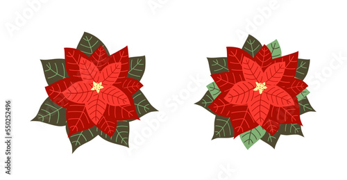 Set of beautiful poinsettia flat vector illustration isolated on white background. Merry Christmas and Happy New Year. Christmas flower decoration.
